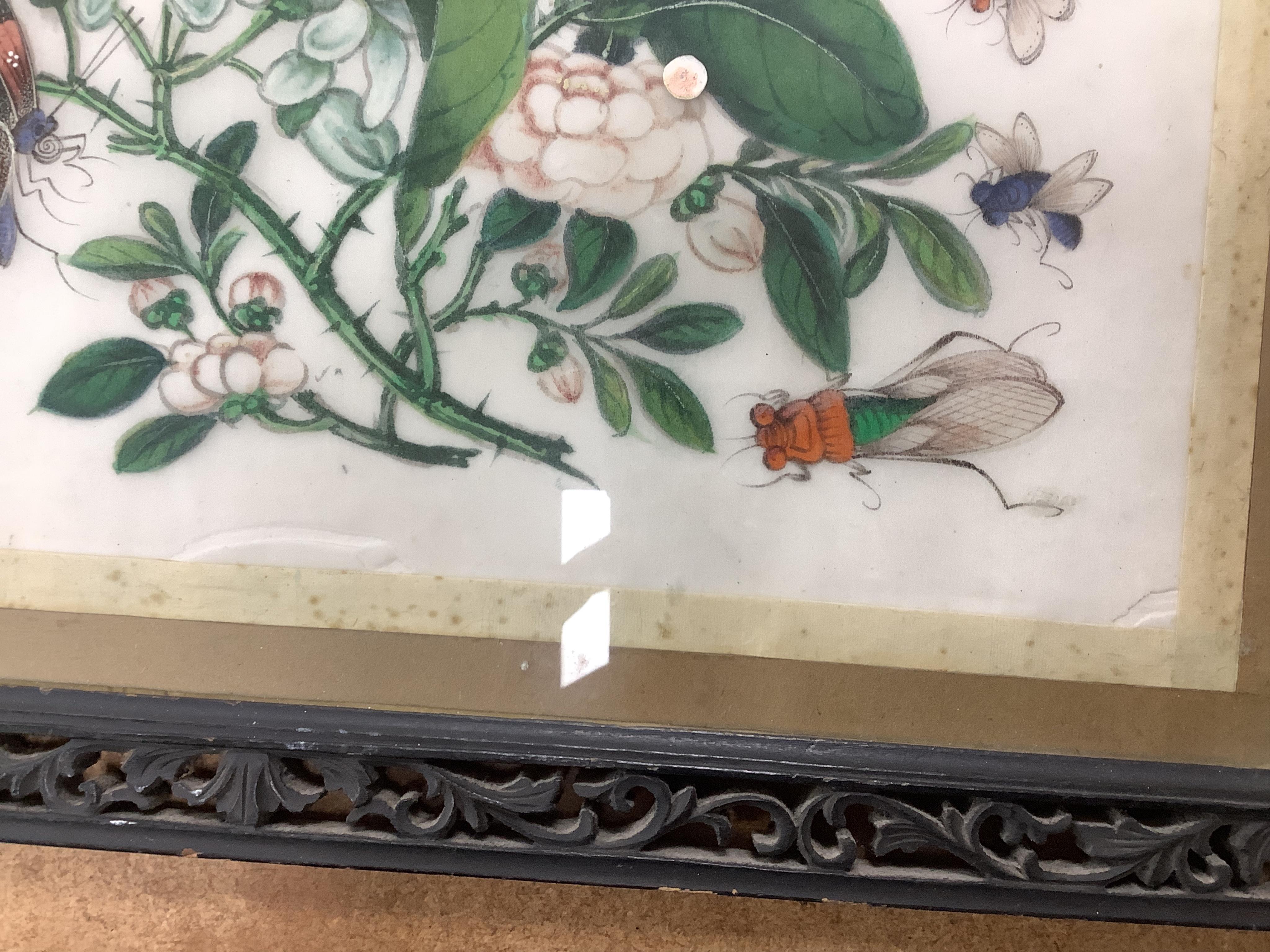 19th century, Chinese School, four pith paper paintings, Butterflies and insects, 20 x 32cm, one housed in a carved wood frame